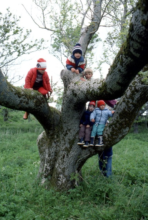 Lek i Sk�lv�rhagen 12. juni 1983. Dette treet er forlengst g�tt tapt.