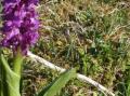 En av de mange orkideer som finnes p� Sk�lv�r�yene. Sannsynligvis er dette V�rmarihand (Orchis mascula).