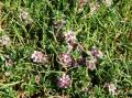 Saltbendel (Spergularia salina)