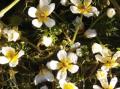 Vass-soleie. Ranunculus aquatilis. Funnet for f�rste gang n�r Dammen i Sk�lv�r i juni 2020.