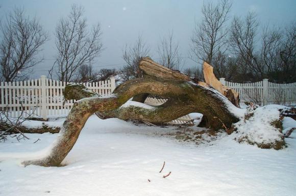 Dette er treet som falt i stormen i desember 2003, og som inneholdt de to store ansiktene.