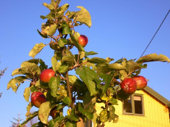 Til tross for en d�rlig sommer. R�de epler i Sk�lv�r.