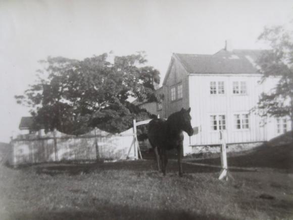 Et unikt bilde av hesten i Sk�lv�r g�rd. Hesten er ei hoppe, muligens d�l, som bar navnet Heidi. Da ble den solgt fra Sk�lv�r ca 1960, og sendt bort levende i en alder av 17 �r. Hesten kom opprinnelig fra Leirfjord og var dressert av Asbj�rn Leines. Bildet eies av Judith Hammervold.