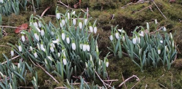 Sn�klokker 28 feb 2014