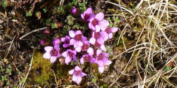 Rødsildre (Bergblomst)