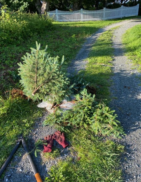 Oppspirende gran fjernet fra fjï¿½stomta.