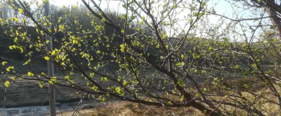 Bj�rkelauv i Sk�lv�r 27. april.