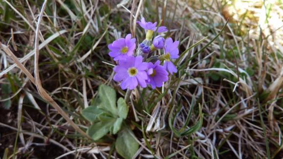 Fjelln�kleblom fotografert p� Sk�lv�r.