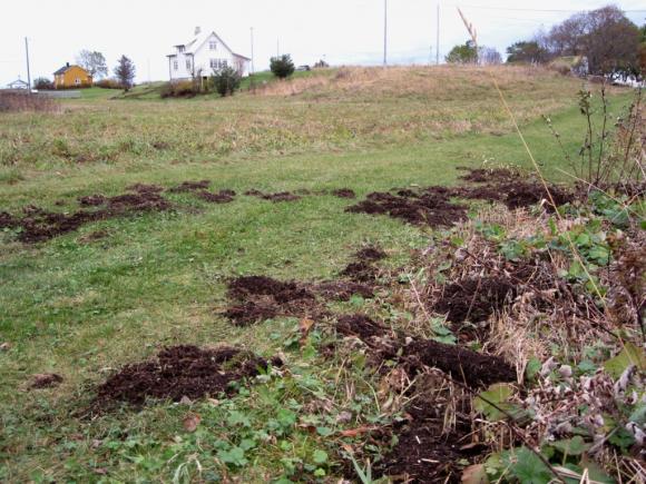Enkelte steder holder veiene p� � bli �delagt.