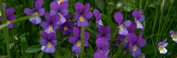 Stemorsblomst