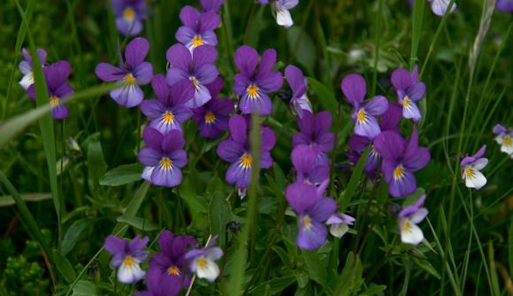 Stemorsblomst