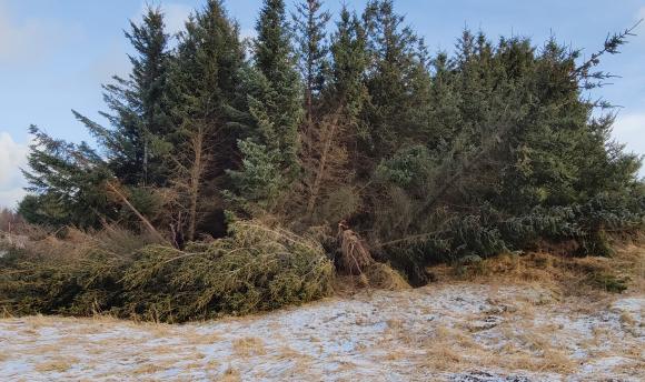 Vindfelte trï¿½r i Skï¿½lvï¿½r februar 2024.