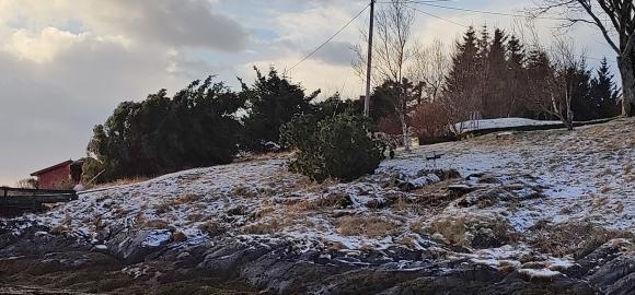 Vindfelte tr�r i Sk�lv�r februar 2024.