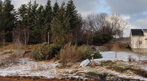 Vindfelte tr�r i Sk�lv�r februar 2024.