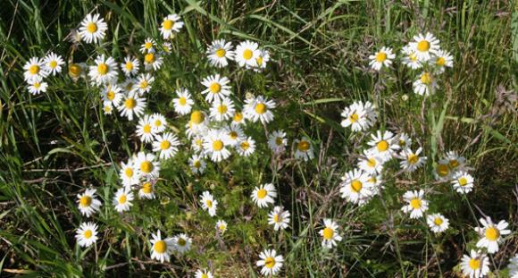 Det blomstrer som alltid i Sk�lv�r. Her en samling balderbr� i strandkanten.