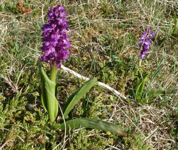 En av de mange orkideer som finnes p� Sk�lv�r�yene. Sannsynligvis er dette V�rmarihand (Orchis mascula).