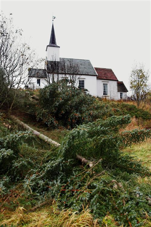 Grantrær felt ved Skålvær kirke Grantrær felt ved Skålvær kirke
