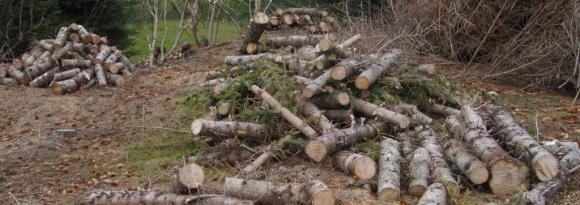 Det ligger ved til gratis henting i skogen.