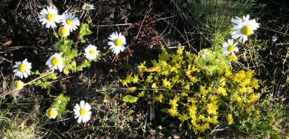 Blomster Skålvær