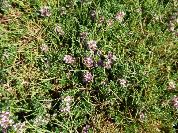 Saltbendel (Spergularia salina)