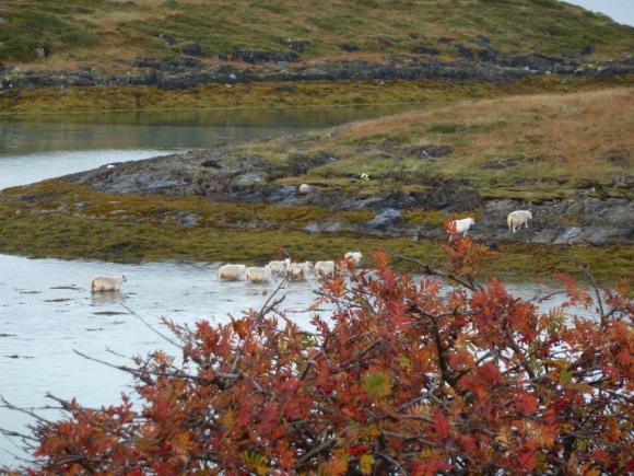 En flokk sauer p� vei fra en holme og inn til heimlandet n�r floa kommer. Se forrige bilde.