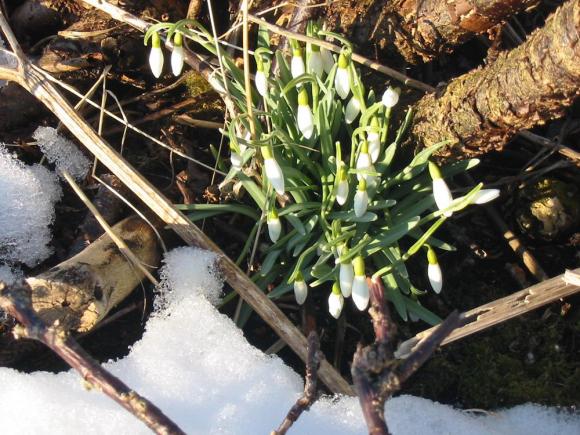 Det spirer og gror i februar.