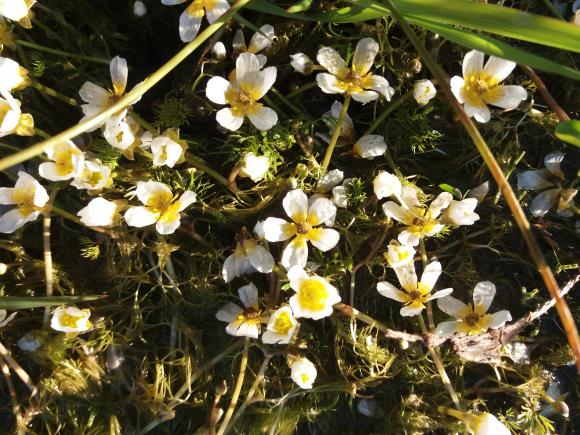 Vass-soleie. Ranunculus aquatilis. Funnet for f�rste gang n�r Dammen i Sk�lv�r i juni 2020.
