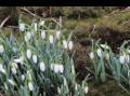 Sn�klokker 28 feb 2014
