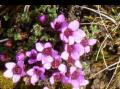R�dsildre (Bergblomst)