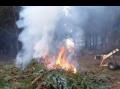 Brenning av grankvist i Sk�lv�r oktober 2017.