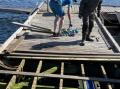 H�vard Olsen, Finn Gr�nnevik og Roy Hansen reparerer p� flytebrygga.