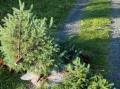 Oppspirende gran fjernet fra fj�stomta.