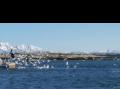 Fiskeb�t fra Omn�y p� tur gjennom Sk�lv�rsundet for � levere fisk p� Sel�y.