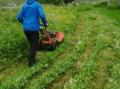 H�vard Olsen pr�vekj�rer ny maskin. Den legger etter seg graset i fine renner.