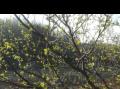 Bj�rkelauv i Sk�lv�r 27. april.