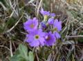 Fjelln�kleblom fotografert p� Sk�lv�r.