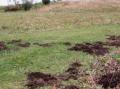 Enkelte steder holder veiene p� � bli �delagt.