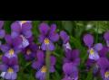 Stemorsblomst