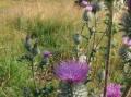 Veitistel i Sk�lv�r.