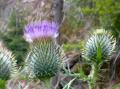 Veitistelen b�r ikke komme s� langt at den blomstrer.