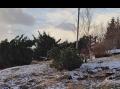 Vindfelte tr�r i Sk�lv�r februar 2024.