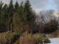 Vindfelte tr�r i Sk�lv�r februar 2024.