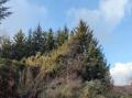 Vindfelte tr�r i Sk�lv�r februar 2024.