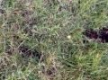 Tydelig spor etter v�nd i bakken.