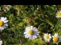 Balderbr� Latin:Tripleurospermum inodorum