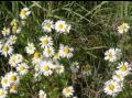 Det blomstrer som alltid i Sk�lv�r. Her en samling balderbr� i strandkanten.