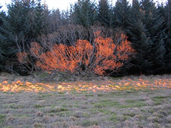 Solstreif i V�gen en januardag.